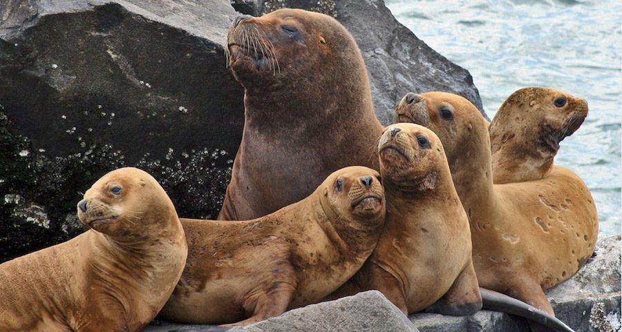 Sea lions