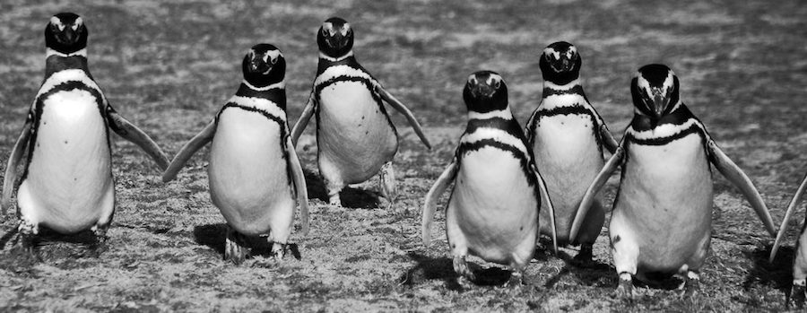 Penguins