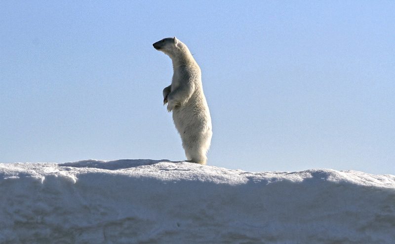 Cutest polar bear ever