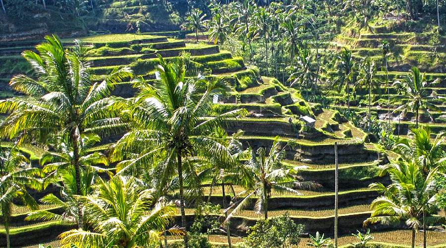 Nyuh Kuning, Ubud