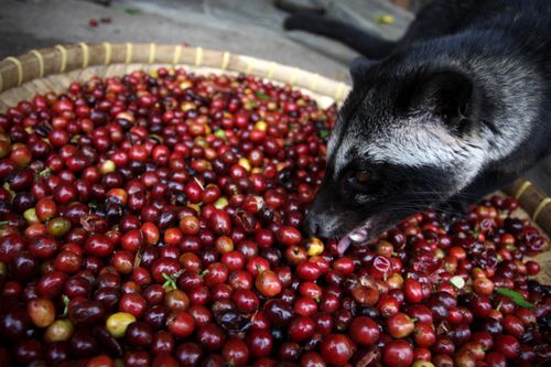 Civet Eating Coffee Beans