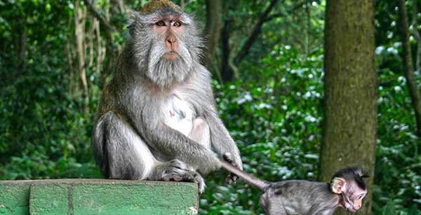Nyuh Kuning, Ubud
