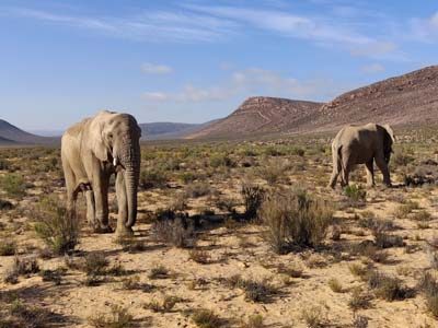 digital-nomad-cape-town-safari