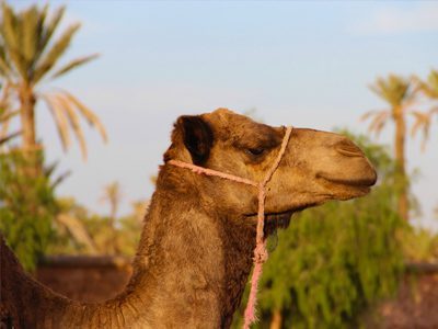 digital-nomad-morocco-1