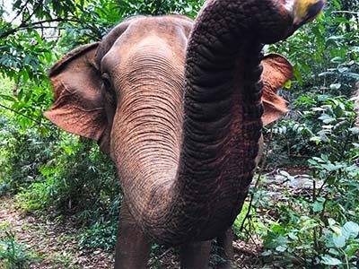 elephant-siem-reap-digital-nomad-hacker-paradise elephant-siem-reap-digital-nomad-hacker-paradise