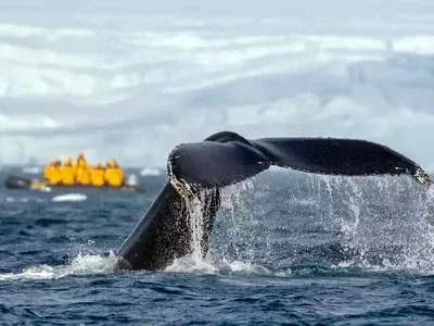 hp-antarctica-highlights-humpback-whale-spotting hp-antarctica-highlights-humpback-whale-spotting