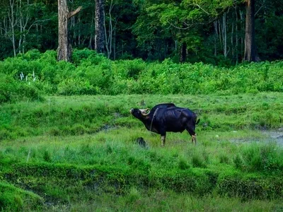 hp-goa-india-highlight-netravali-wildlife-sanctuary hp-goa-india-highlight-netravali-wildlife-sanctuary
