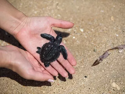 hp-puerto-escondido-mexico-highlight–baby-turtle-release hp-puerto-escondido-mexico-highlight--baby-turtle-release