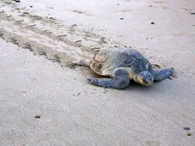 hp-san-juan-del-sur-nicaragua-highlights-turtles-breeding hp-san-juan-del-sur-nicaragua-highlights-turtles-breeding