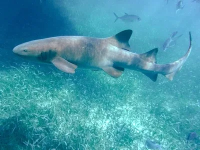 hp-san-pedro-belize-highlights-barrier-reef-diving hp-san-pedro-belize-highlights-barrier-reef-diving