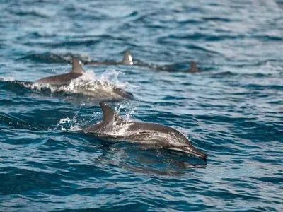 hp-weligama-sri-lanka-highlights-dolphin-watching hp-weligama-sri-lanka-highlights-dolphin-watching