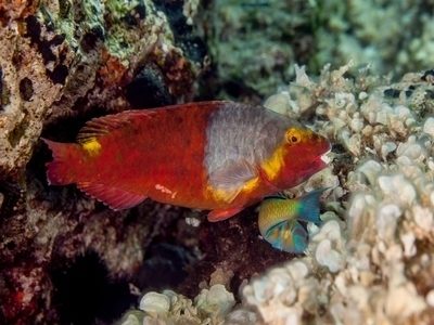 las-palmas-highlight-marine-life las-palmas-highlight-marine-life