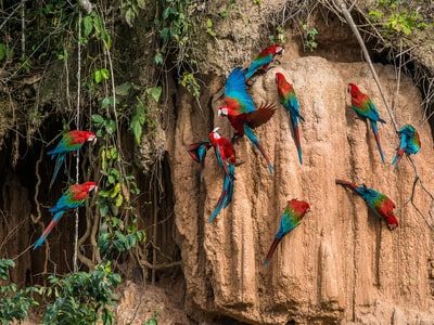 lima-peru-highlight-peruvian-amazon lima-peru-highlight-peruvian-amazon
