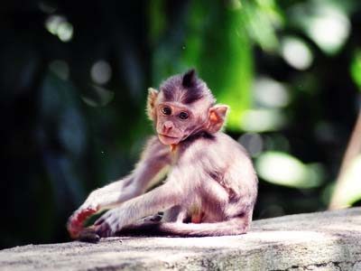 monkey-bali-digital-nomad-hacker-paradise monkey-bali-digital-nomad-hacker-paradise