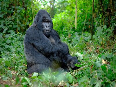 Silverback mountain gorilla looking intently into camera. Silverback mountain gorilla looking intently into camera and posing in green jungle of Eastern Africa.