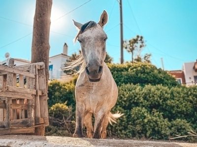 rsz_horse-back-riding-lesbos-greece rsz_horse-back-riding-lesbos-greece